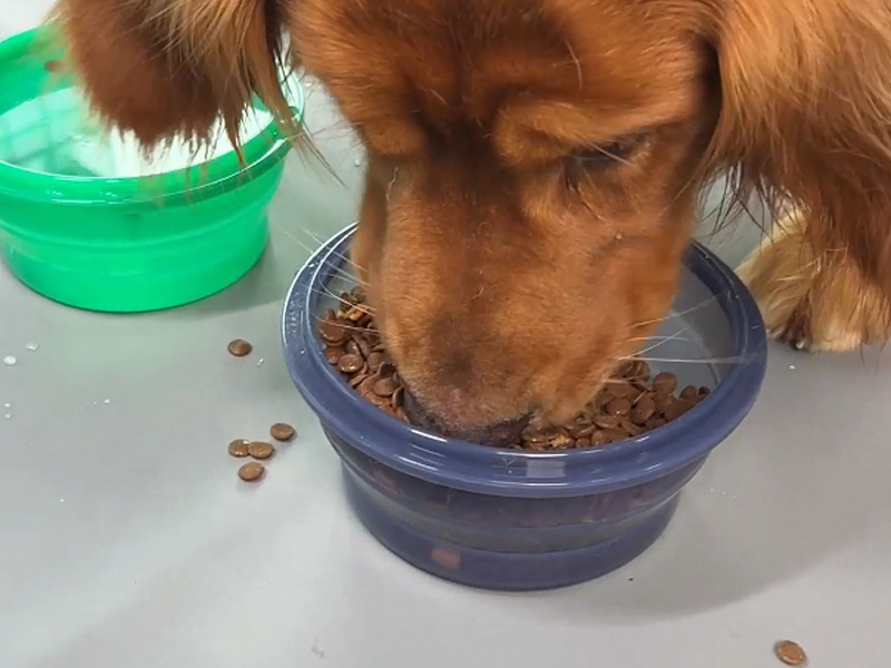 Collapsible Silicone Container